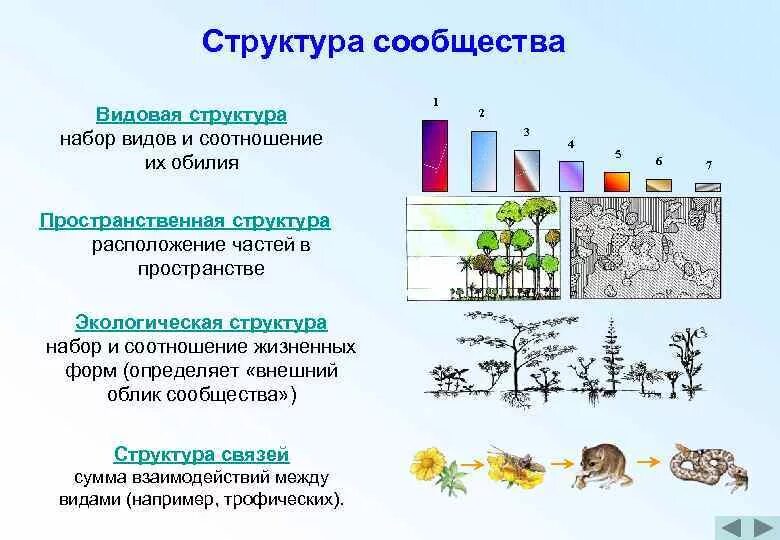 Функциональное сообщество. Структура сообщества видовая пространственная трофическая. Структура биоценоза видовая пространственная трофическая. Видовая структура биоценоза схема. Видовой состав биоценоза.