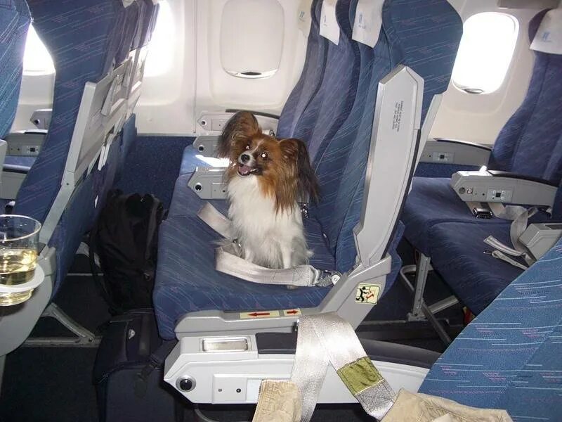 Можно перевозить собак в самолете. Собака в салоне самолета. Животные в салоне самолета. Щенок в самолете. Авиаперевозка животных.