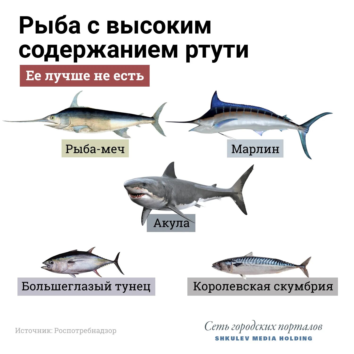 Виды рыб. Рыбы список. Сорта рыбы. Популярные рыбы. Почему рыбы опасны для человека