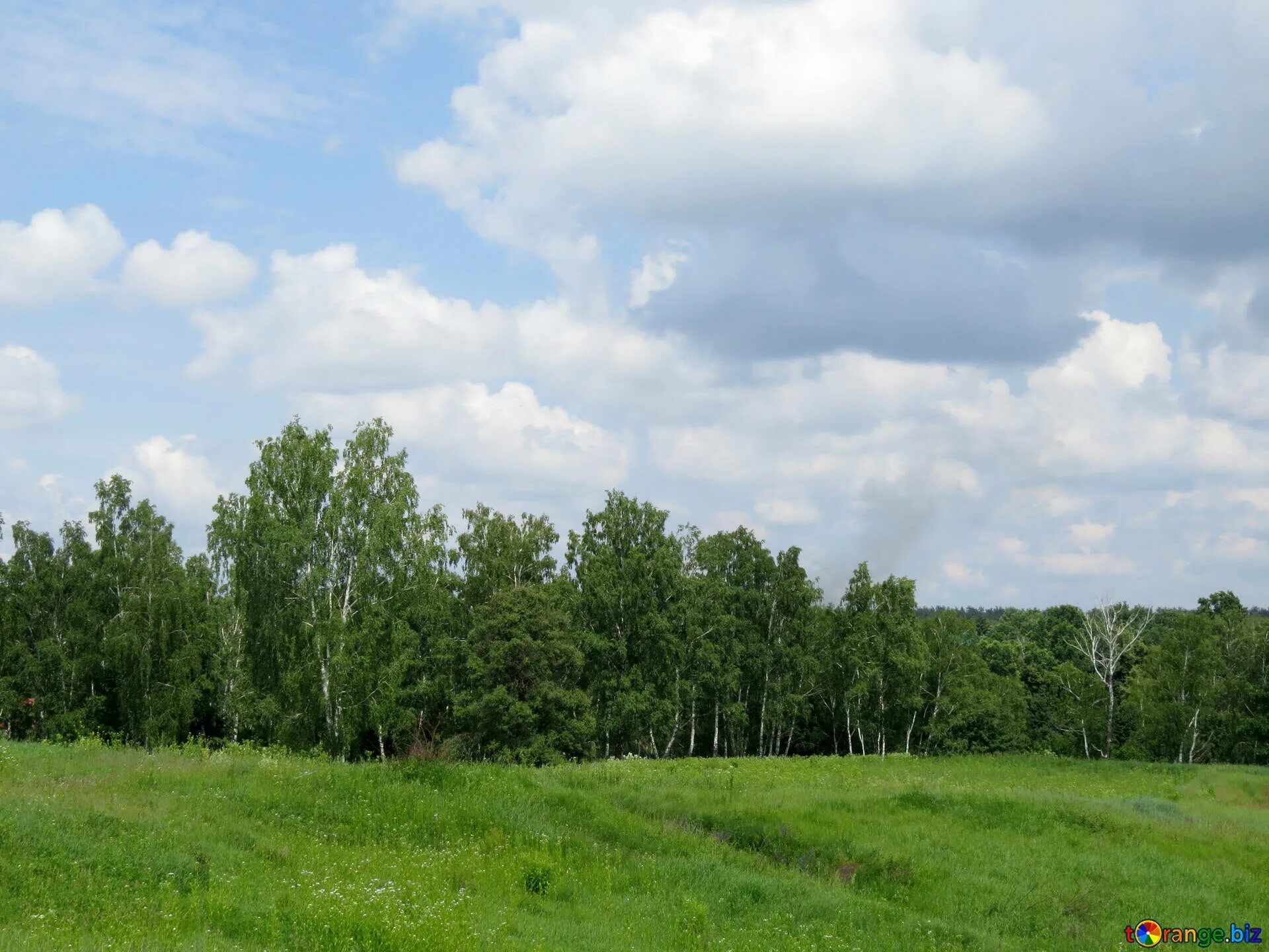 Березы вдали. Панорама леса. Лес вдали. Роща издалека. Березовый лес вдали.