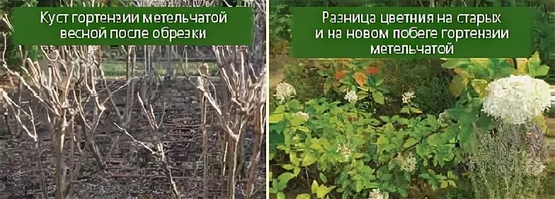 Весенняя обрезка гортензии метельчатой, древовидной, крупнолистной