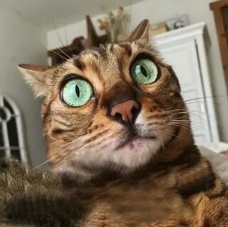 Кот с удивленным взглядом