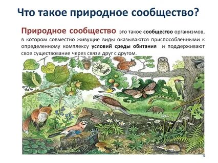 Природные сообщества 3 класс видеоурок