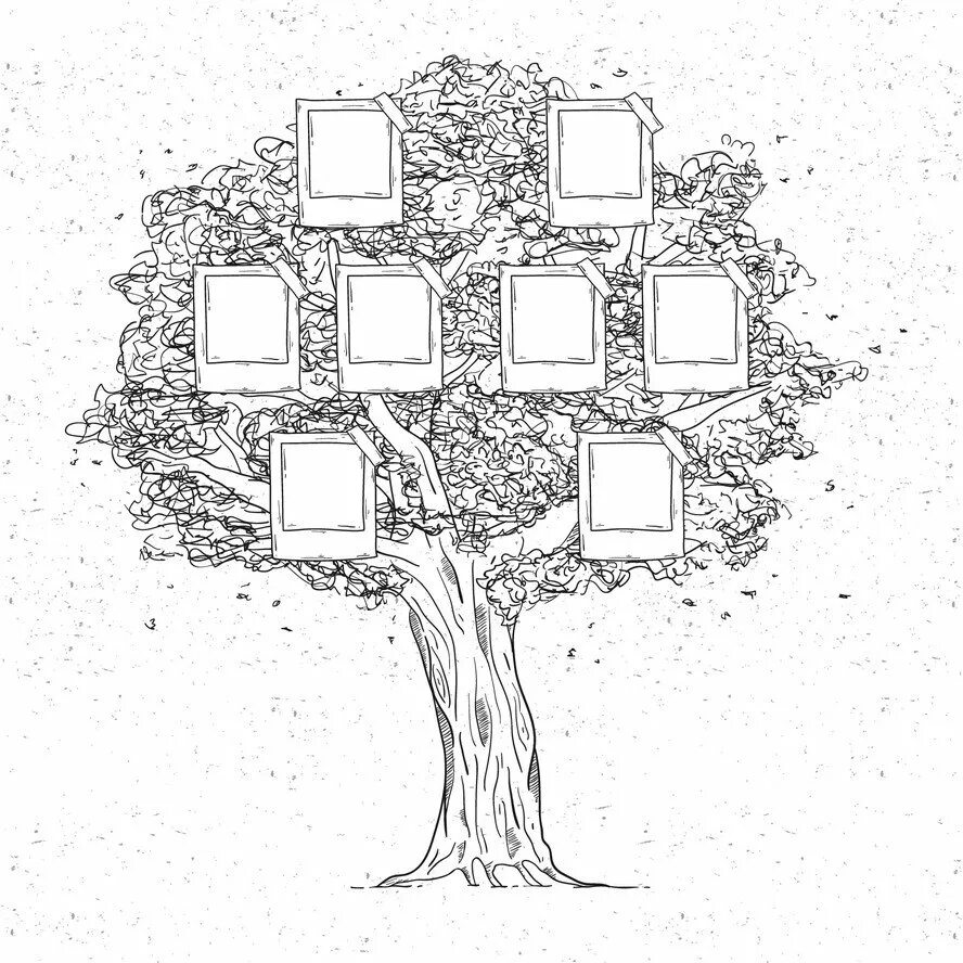 Фрагмент родословного древа семьи впр. Генеалогическое дерево рисунок. Дерево для генеалогического древа. Макет родословного дерева. Семейное дерево раскраска.