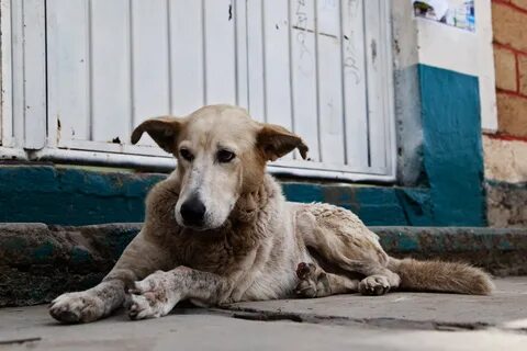 Abandoned dogs