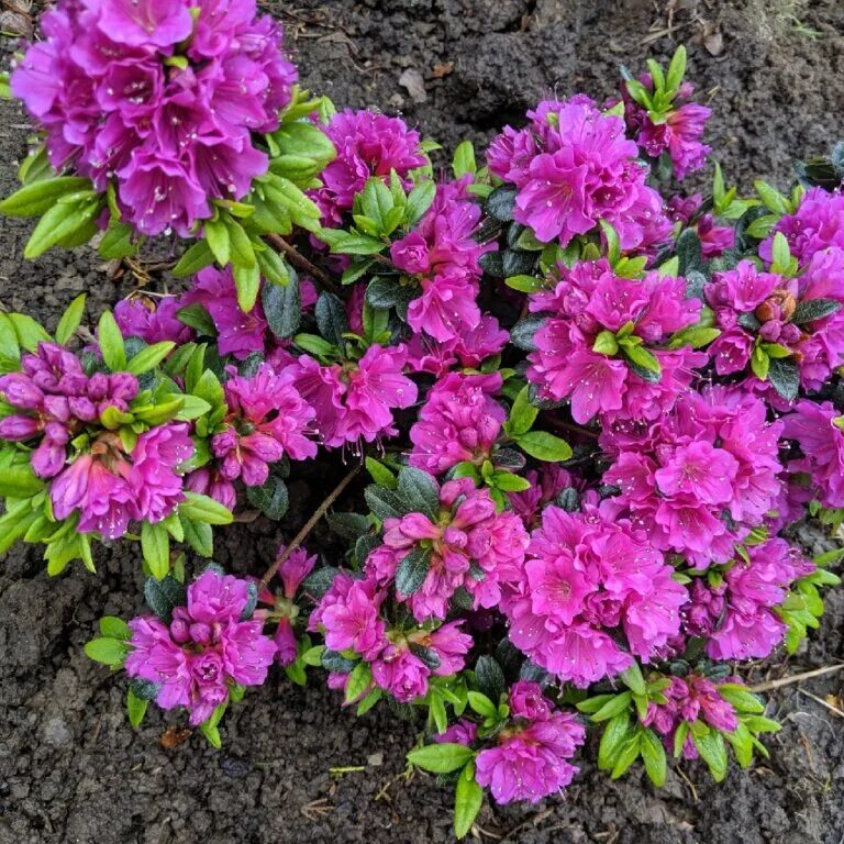 Рододендрон гейша. Рододендрон (азалия японская) кенигштайн. рододендрон азалия пурпурная. рододендрон (азалия) гейша пурпл. рододендрон гейша перпл.
