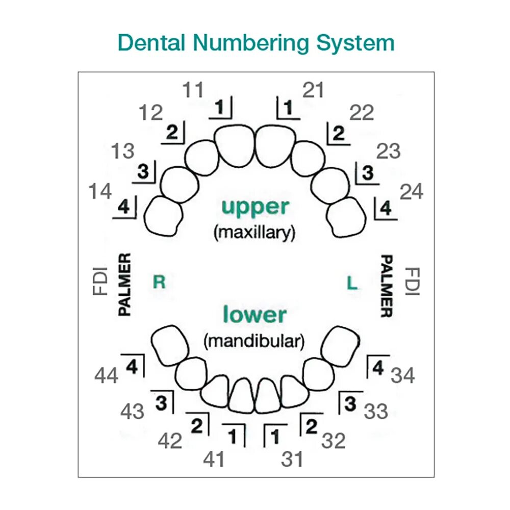 Нумерация зубов в стоматологии схема у взрослых. Схема зубов человека с нумерацией. Стоматологическая нумерация зубов схема. Нумерация зубов человека в стоматологии схема у взрослых. Схема зубов человека с нумерацией стоматологии.