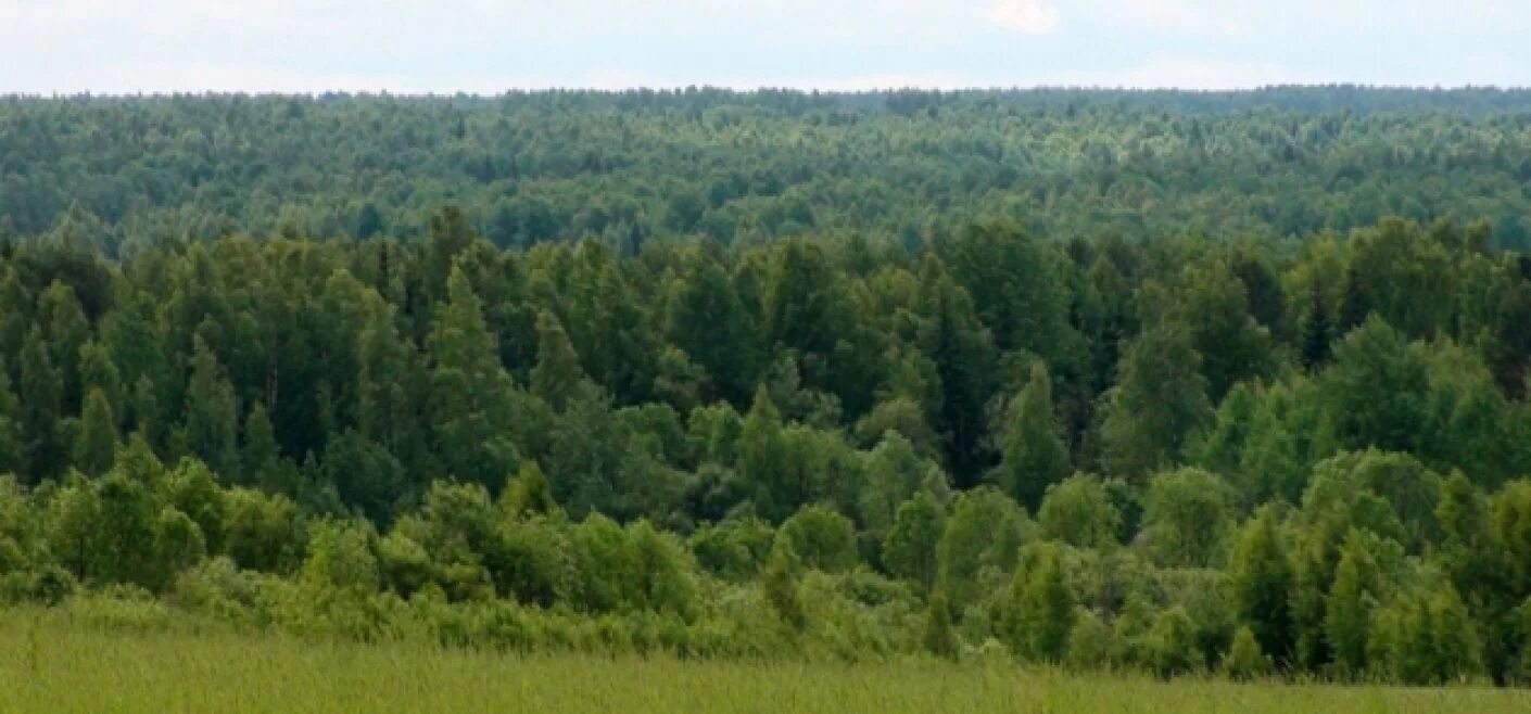 Крылатый лес. Воронежский заказник лес. Савальский лес Терновский район Воронежской области. Терновский Лесной массив Воронежской области. Лесной массив Воронеж.