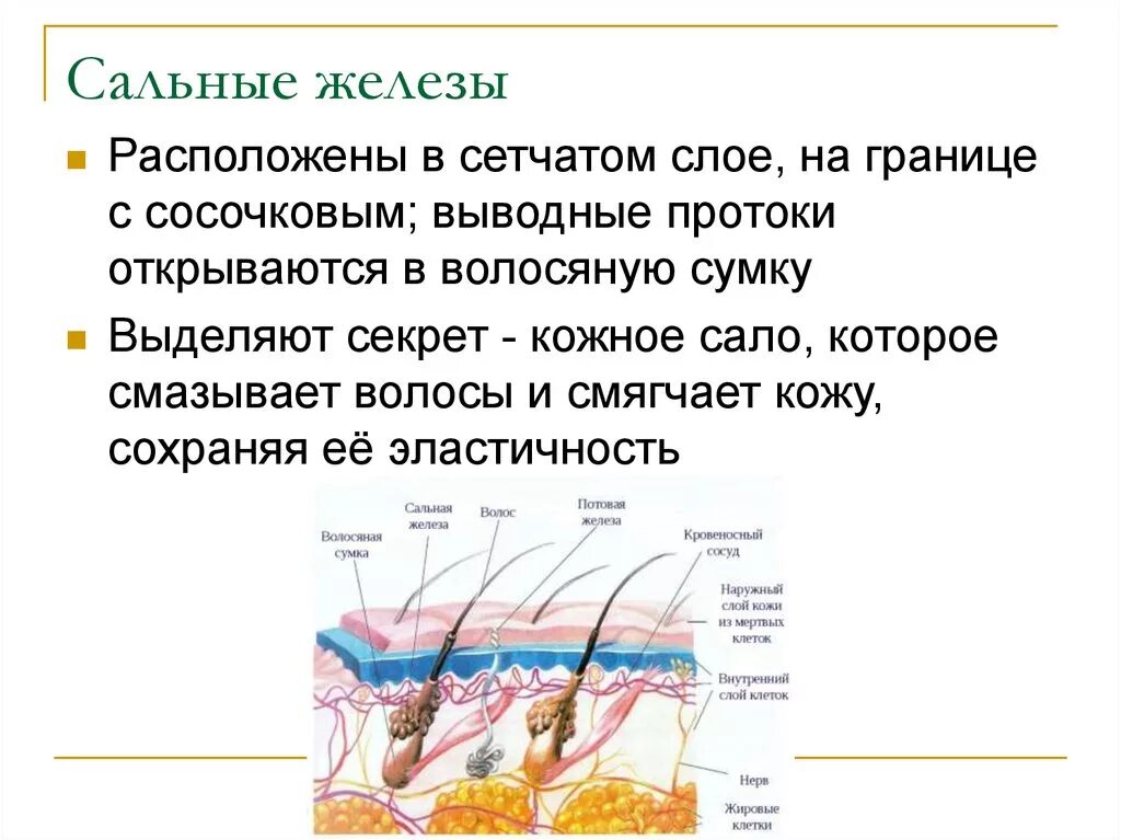 Где расположены сальные железы и корни волос