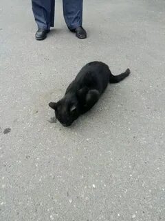 Сбитые машиной коты