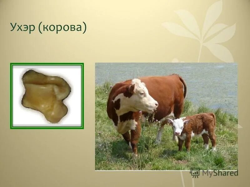 Памятник табан хушуун мал. Животные на бурятском. Священные животные бурят. 5 драгоценных животных бурятии. Священные животные бурят.