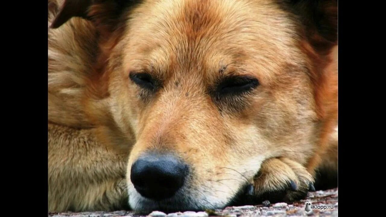 Есенин снова выплыли годы из мрака. Есенин гляну в поле. Мне припомнилась нынче собака. Мне припомнилась нынче собака. Мне припомнилась нынче собака.