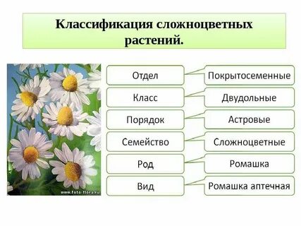 Систематическая группа вишни