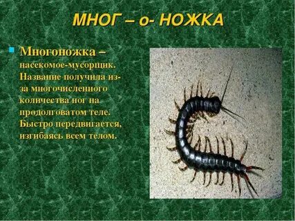 Сколько многоножек