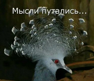 Слишком дикий