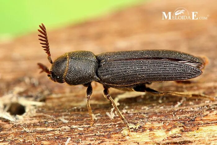 Жук деревоед. Жук точильщик. eucnemidae. жук деревоед фото.