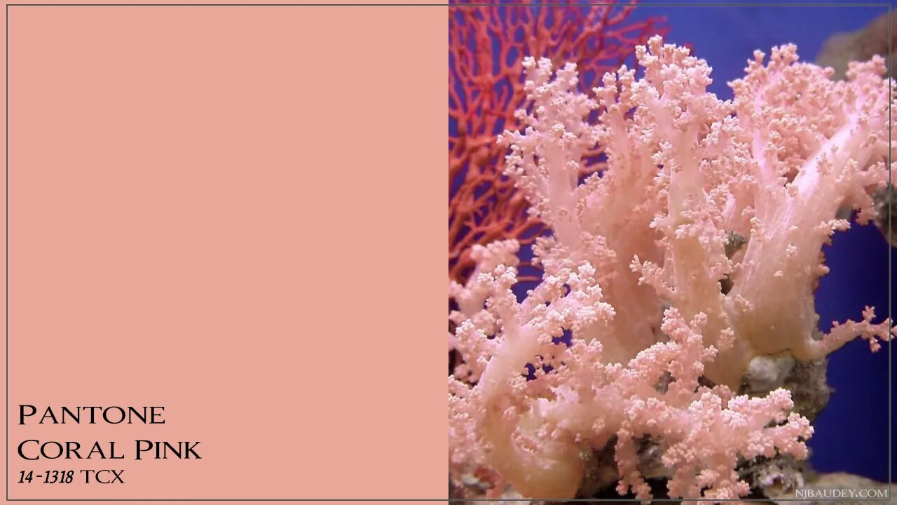 Антоцианин розовый p04. Живые кораллы. Розовый коралл. Розовый лак для укрепления ногтей. Красный корал цвет волос552.