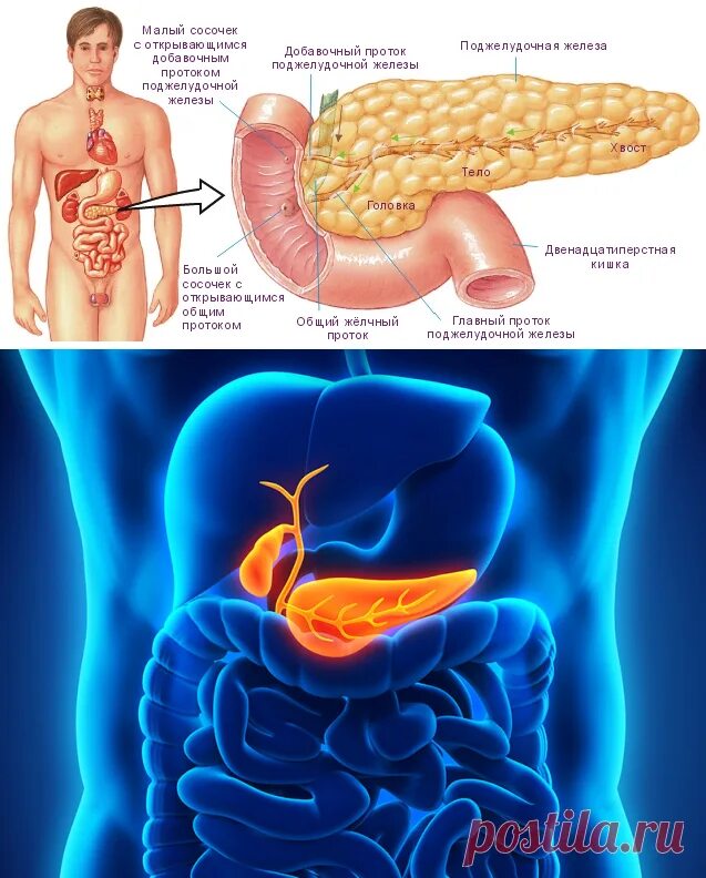 От чего может болеть поджелудочная. Поджелудочная желелеза. Поджелудочная расположение.
