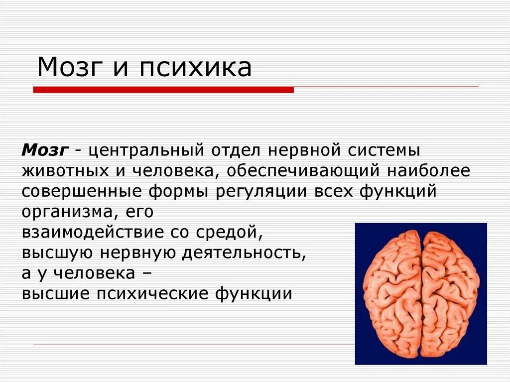 Мозг значение слова. Функции мозга это в психологии кратко. Психологическое строение мозга. Мозг и психика.