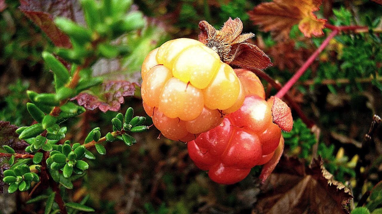 Cloudberry. Морошка Княженика клюква. Лесные ягоды Морошка. Морошка Сибирская. Княженика и Морошка.