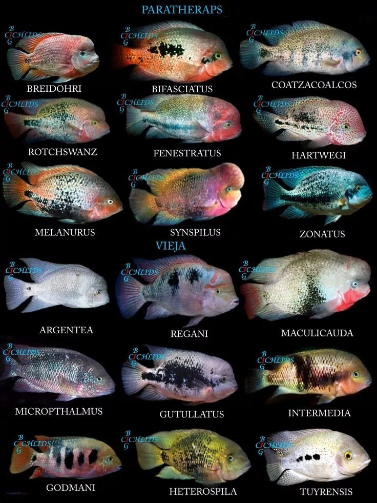 Goldfish Aquarium fish, Freshwater aquarium fish, Tropical fish aquarium