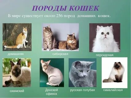 Слова относящиеся к кошкам