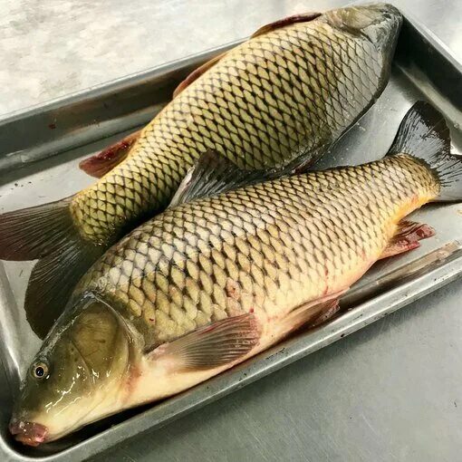 карп (cyprinus carpio). живая рыба сазан. сибирский сазан. живой сазан. сазан (cyprinus carpio).