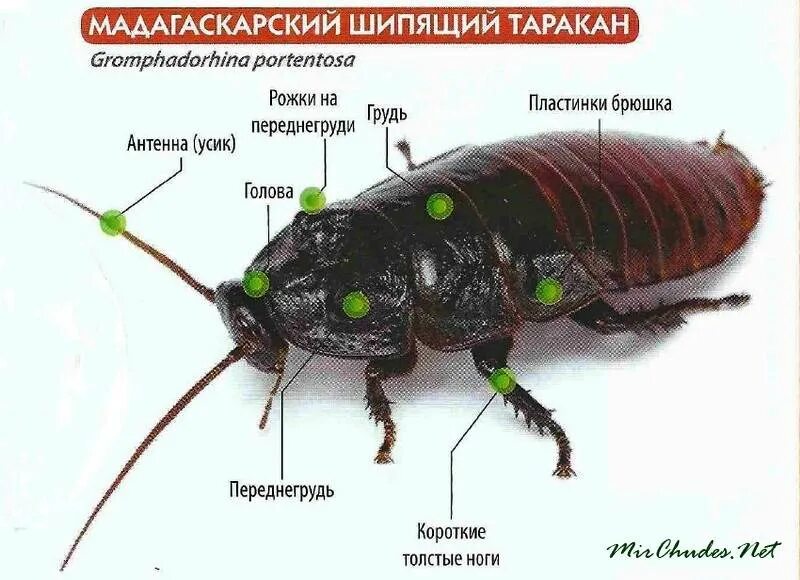 Строение мадагаскарского таракана. Внешнее строение мадагаскарского таракана. Строение брюшка черного таракана. Таракан Прусак строение. Почему таракана назвали тараканом