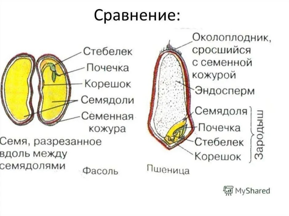 Зародыш пшеницы состоит из биология 6. Строение семени семенная кожура зародыш эндоспер. Зародыш пшеницы состоит из биология 6. Схема строения семени пшеницы. Семенная кожура зародыш эндосперм.