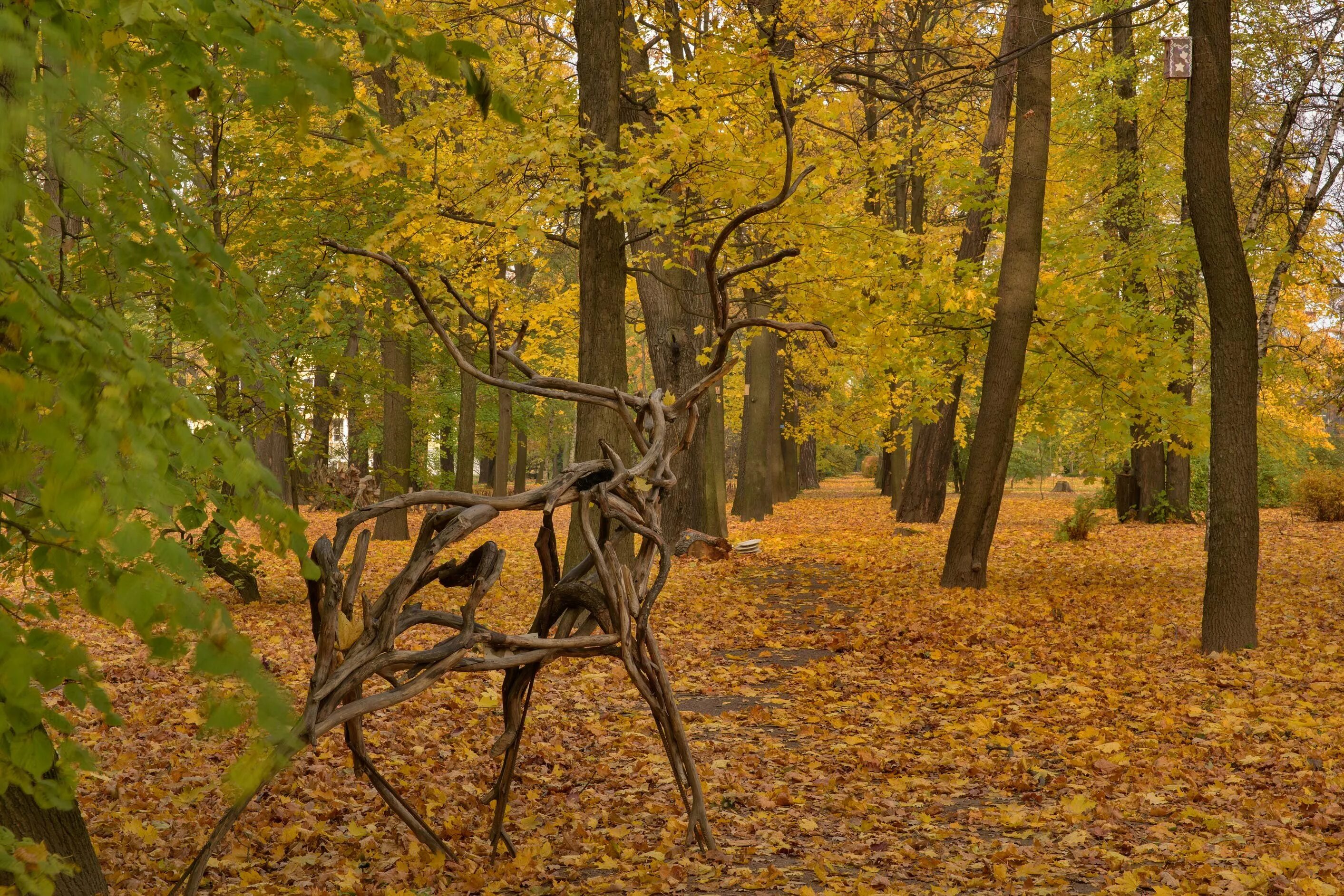 В старом парке есть кленовая аллея. Кленовая аллея Санкт-Петербург. Клен аллея. Кленовая аллея осенью. Аллея из клена.