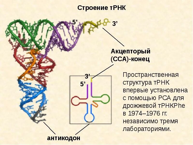 Структура транспортной РНК. Пространственная структура ТРНК. Добавочная петля ТРНК. Трехмерная структура ТРНК.