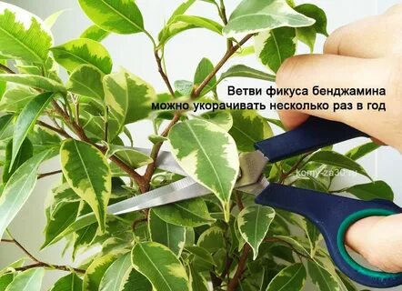 Чем обработать фикус после обрезки