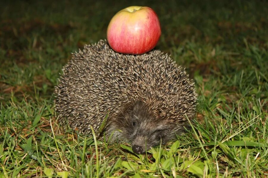 с пасхой ежик. дикий еж. ежики нужно ли яйцо. яичный еж. еж с пустой тарелкой.