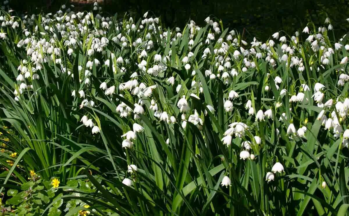 Белоцветик. Белоцветник leucojum gravetye giant. Белоцветник gravetye giant. Белоцветик. Белоцветник gravetye giant.