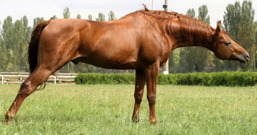 Лошадь тянется. Лошадь флемует. Лошадь тянется. Морда лошади. Лошадь тянется.