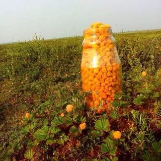 Программа морошка на ямале
