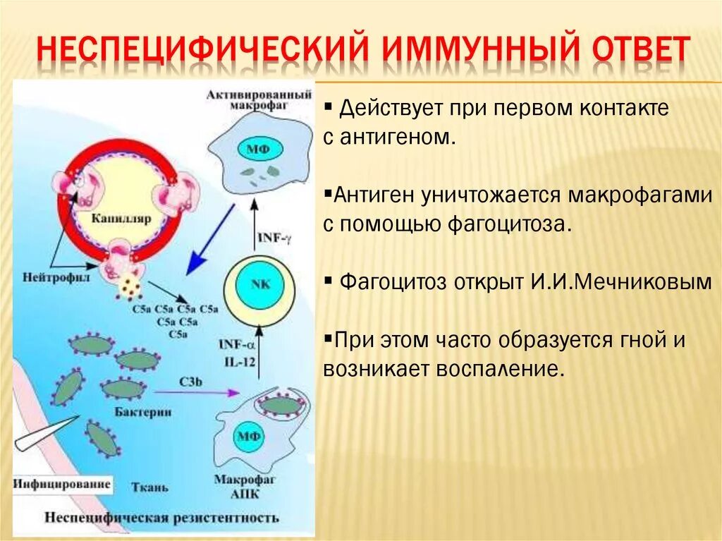 Неспецифические иммунные факторы. Гуморальный неспецифический компонент иммунного ответа. Механизмы противовирусного иммунитета схема. Схема иммунной защиты врожденного иммунитета. Клеточные механизмы неспецифического иммунитета.