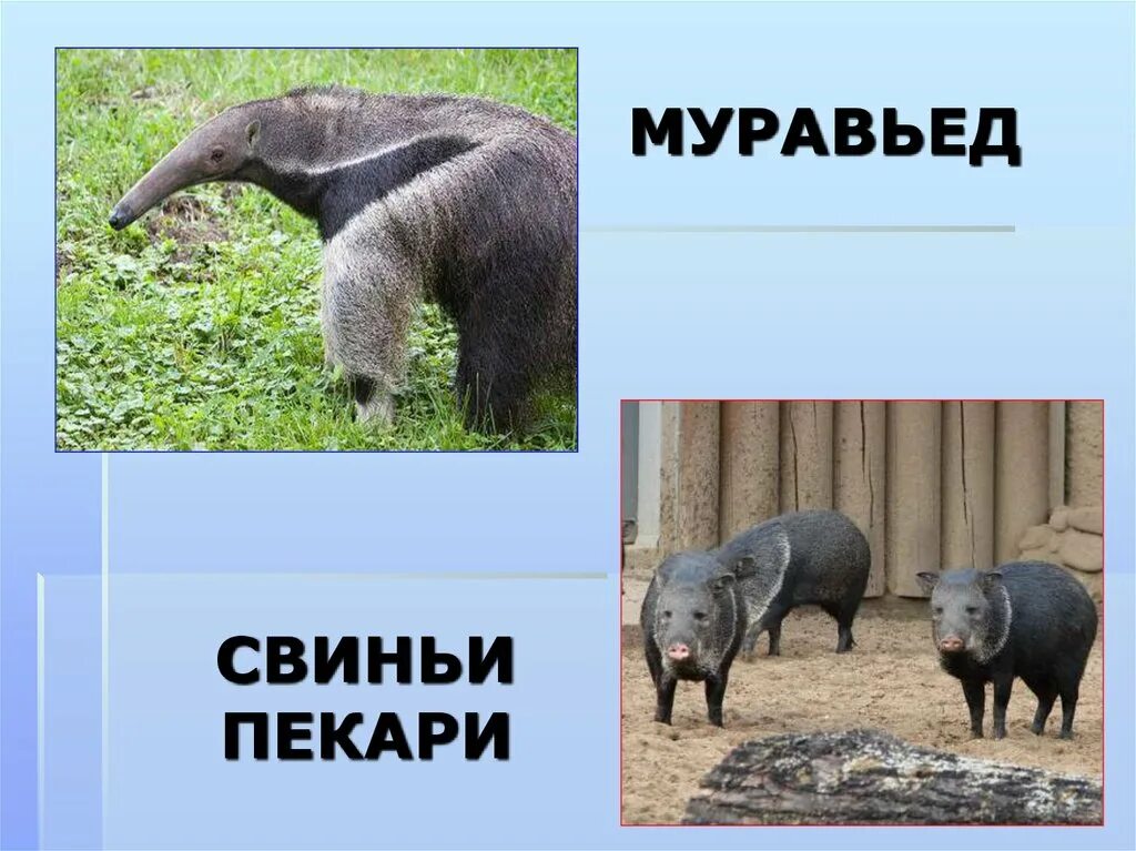 Нутрия в какой природной зоне южной америки
