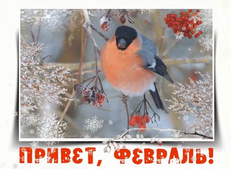 Первое утро февраля картинки. Привет февраль. С последним месяцем зимы. Февраль картинки. Вот и февраль.