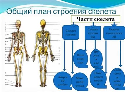 Отделы туловища человека