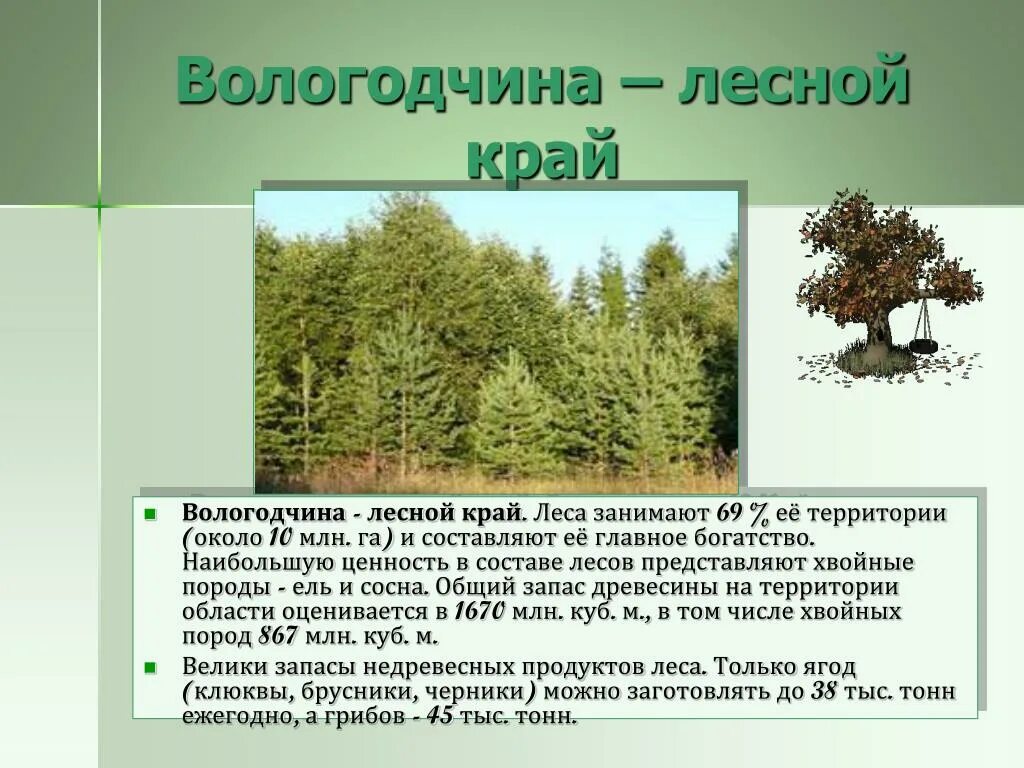 Особенности хвойного леса. Растительный мир Вологодской области 4 класс. Разнообразие природы Вологодского края. Природа Вологодской области презентация. Презентация на тему наш край 4 класс.