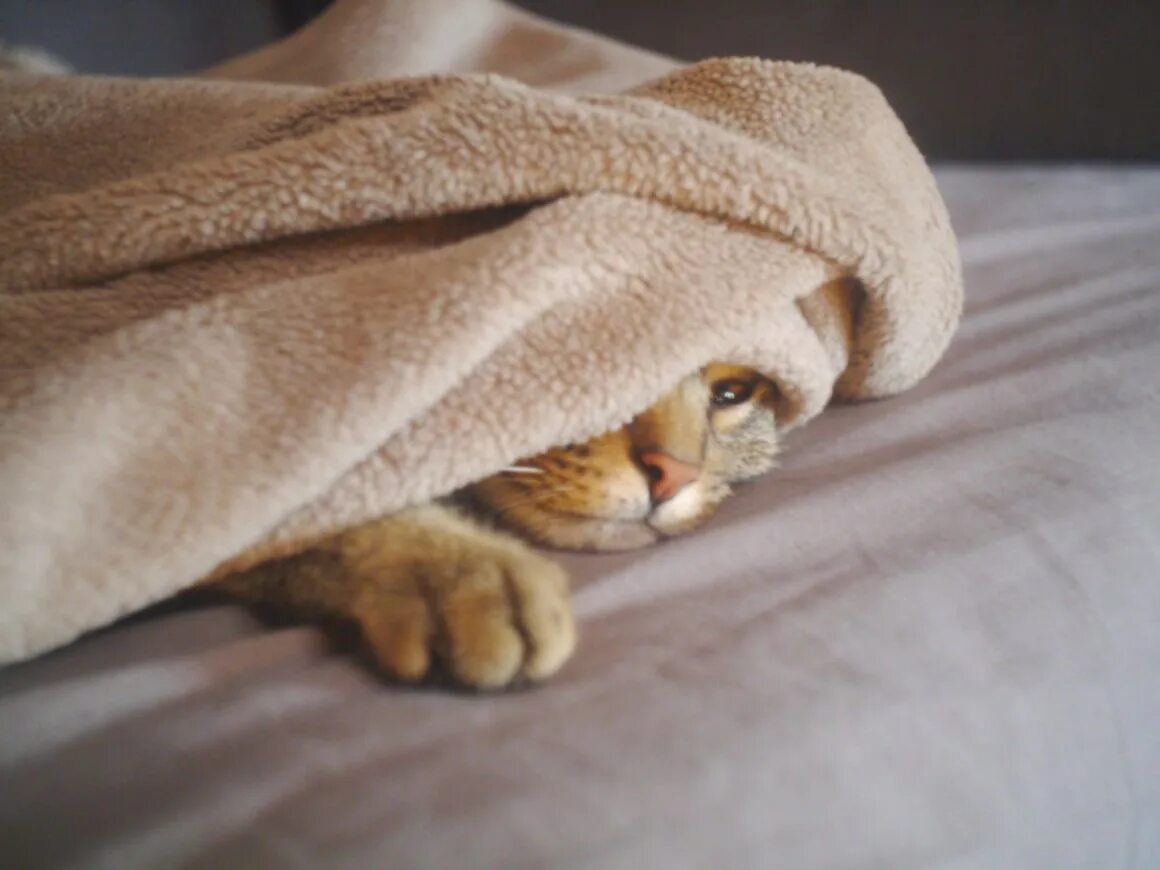 Котик в одеяле. Кот в одеяле. кот под одеялом. кот в пледе. кот под пледом.