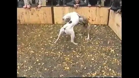 Видео боев питбулей против питбуля