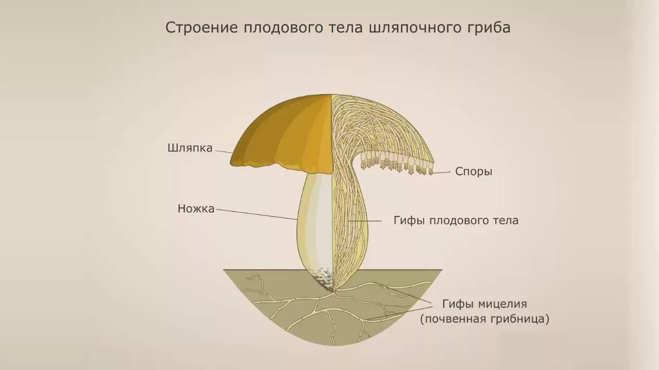 Строение шляпочного гриба 7 класс биология. Строение плодового тела шляпочного гриба. Строение шляпочного гриба гифы. Строение шляпочного гриба. Строение шляпочного гриба мицелий.