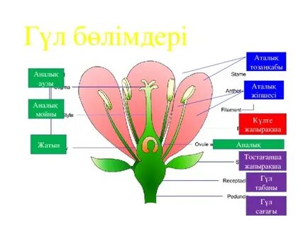 Тиффани қандай түсті?