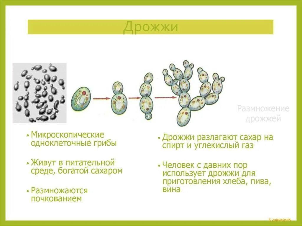 Строение одноклеточных грибов дрожжи. Дрожжи строение гриба биология. Одноклеточные грибы дрожжи строение. Строение гриба дрожжи 5 класс. Дрожжи образование спор