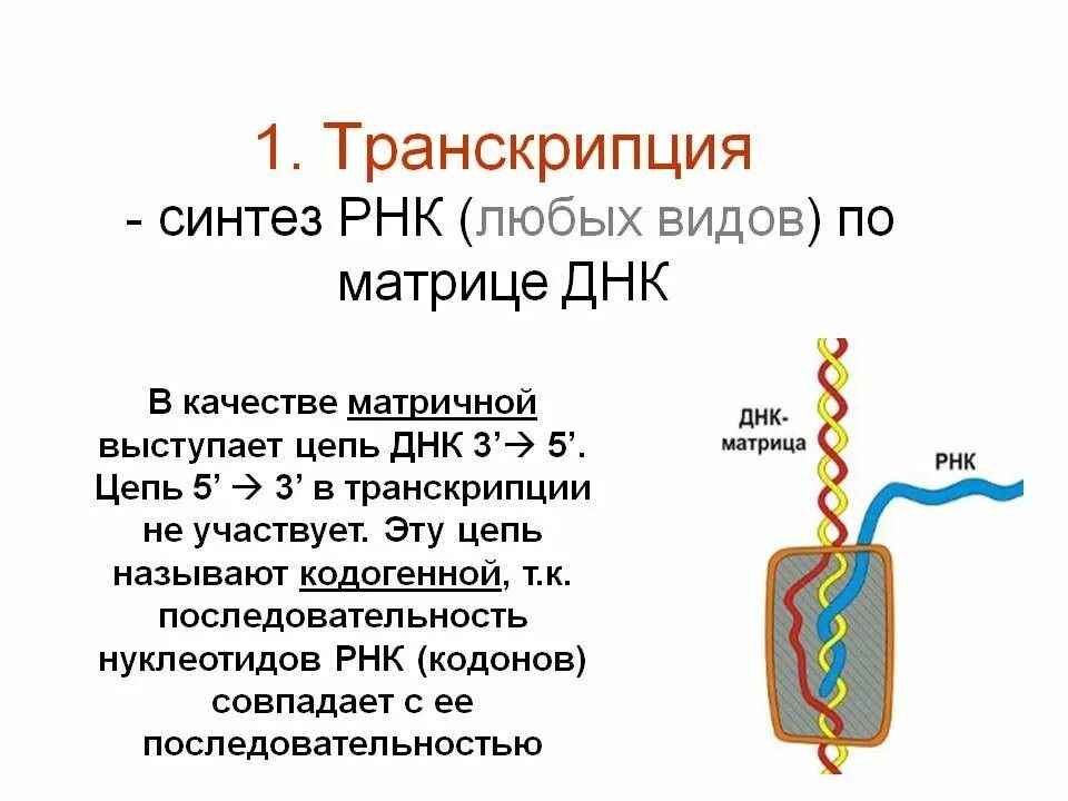 Роль транскрипции. Синтез РНК. Синтез РНК транскрипция. Транскрипция Синтез РНК на матрице ДНК. Синтез матричной РНК.
