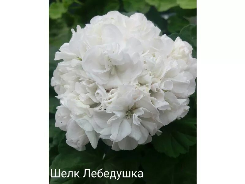 Шелк небеса. Пеларгония шелк небеса. Шелк небеса. Пеларгония дагмар мюррей. Шелк небеса.