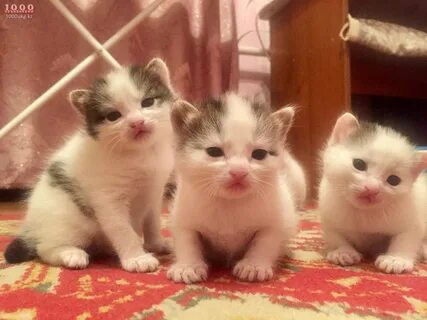 2 х недельный котенок
