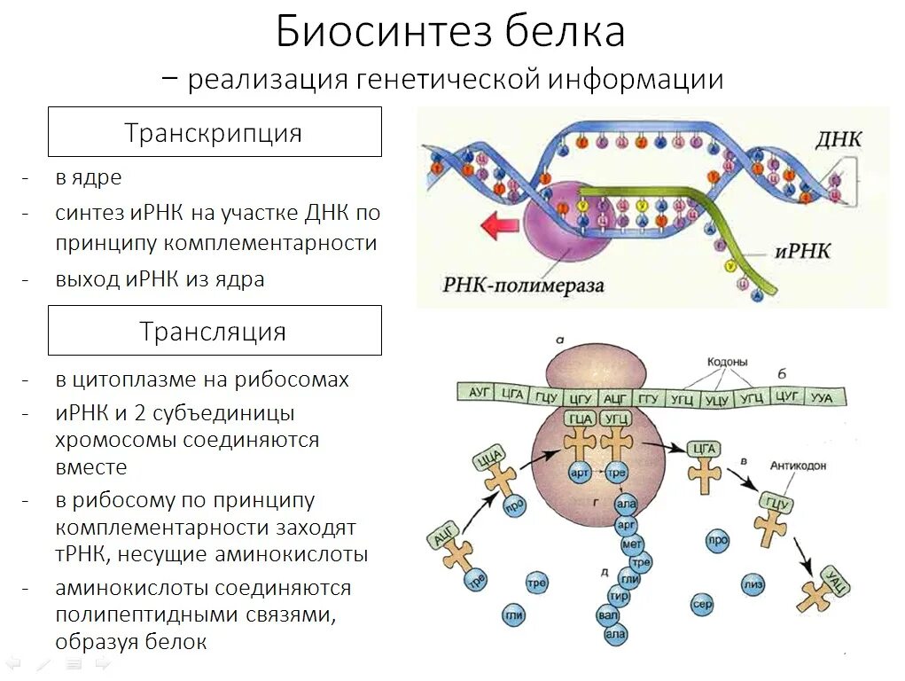 Роль белков в синтезе днк. Схема биосинтеза белка в живой клетке. схема метаболизма клетки. пластический обмен биосинтез белков таблица. реакция биосинтеза белка.